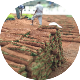 Grass Bed for Garden