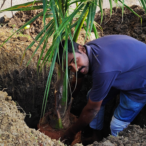 Coconut Planting