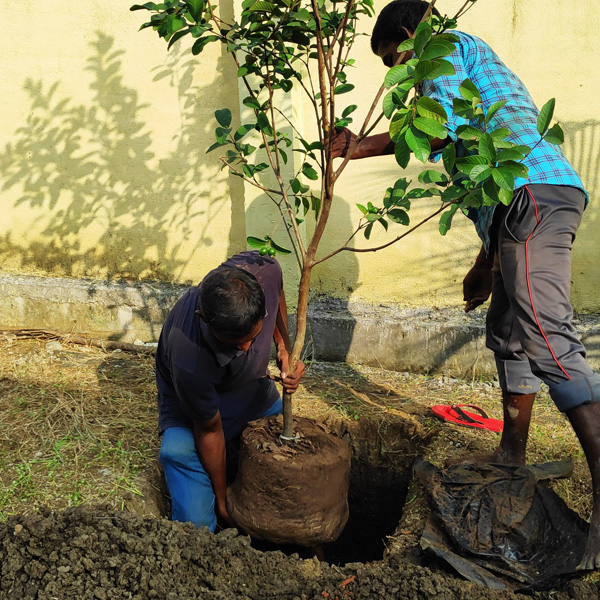 Guava Planting