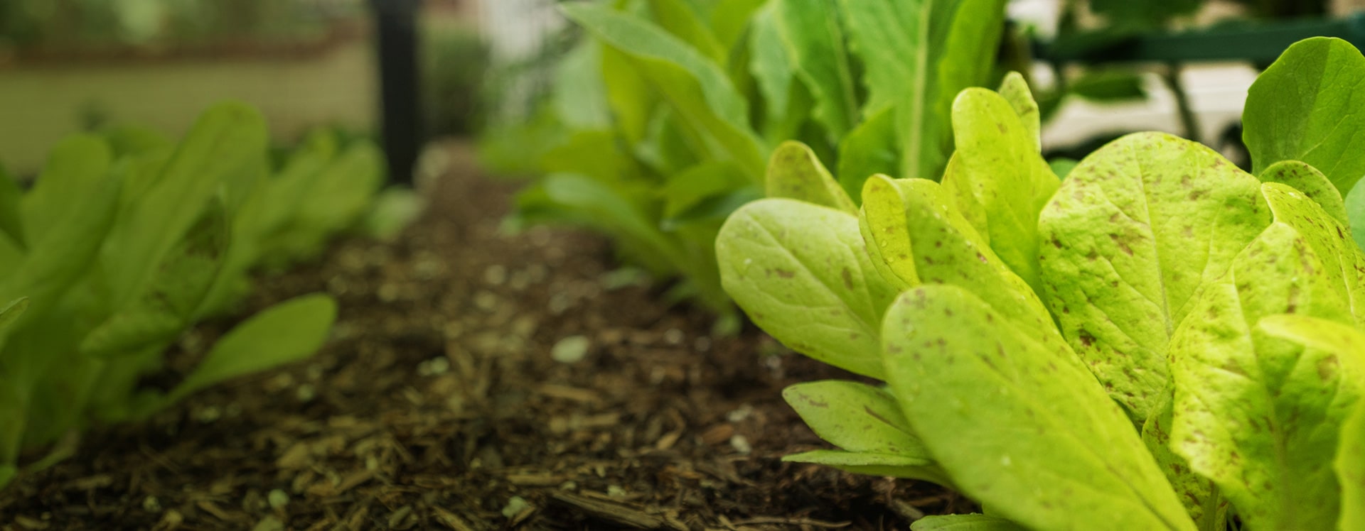 Organic Micro Farming