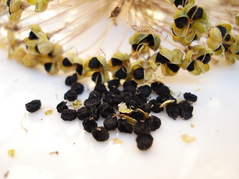 Prime Precisions Slat Chain Conveyor System