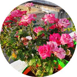 Rooftop Flower Garden