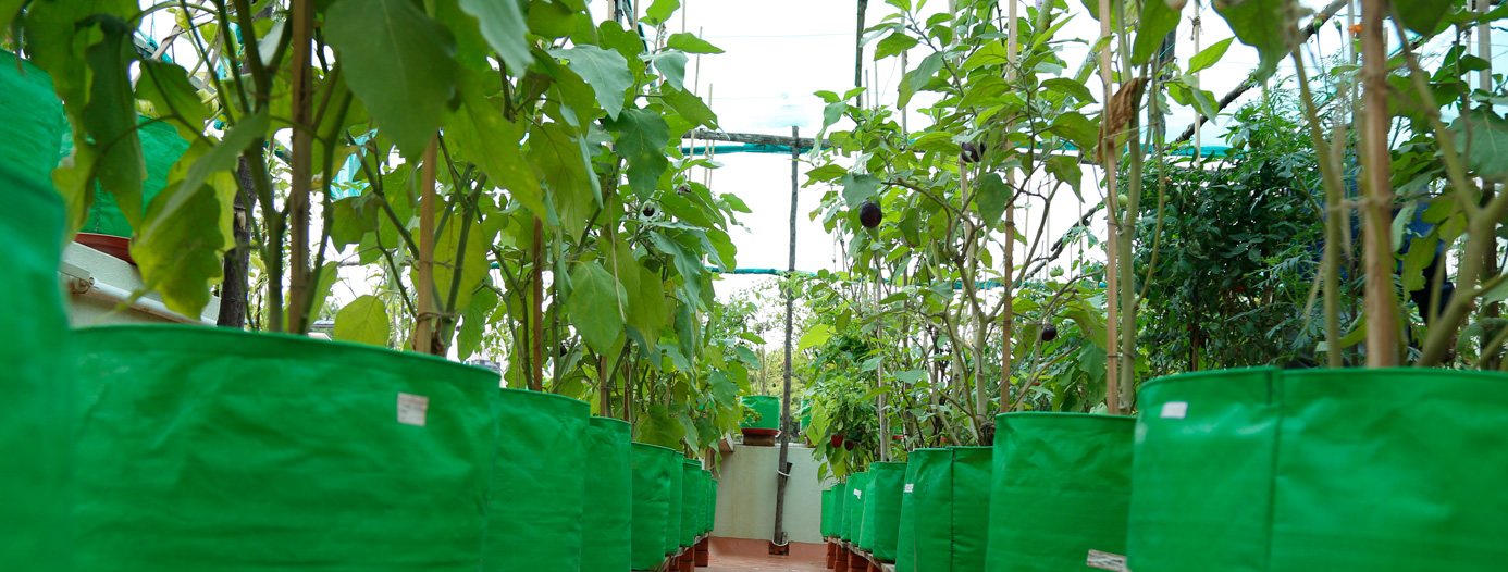 Roof Top Garden for your Home