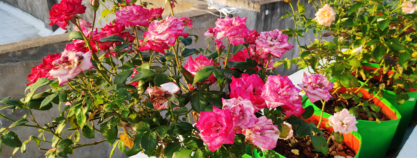 Roof Top Garden Farming in Chennai